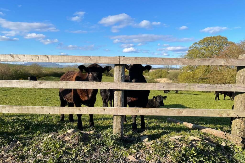Galloway Farmstay Broughton Newton Stewart Kültér fotó